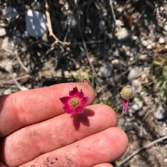 Cutleaf Anemone thumbnail 4