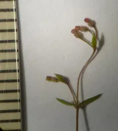 Lamarck's bedstraw thumbnail 3