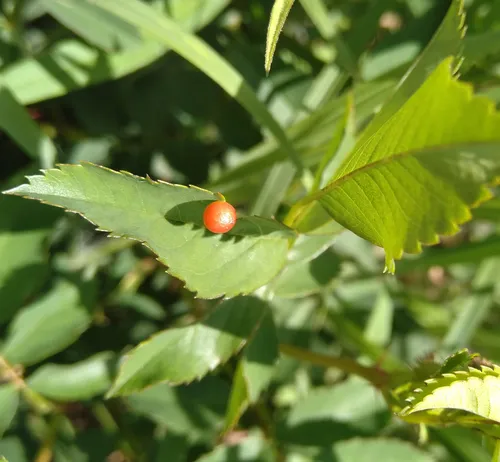 Spiked Pea Gall Wasp
