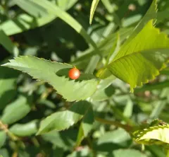Spiked Pea Gall Wasp thumbnail 1