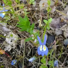 Bach's calicoflower thumbnail 1