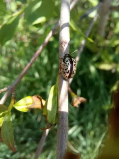 Calligrapha vicina thumbnail 4
