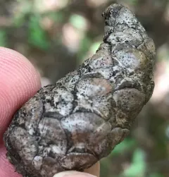 Diplodia tip blight thumbnail 3