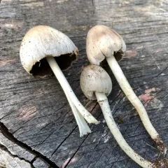 Common Ink Cap thumbnail 3