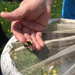 Yellow-banded Bumble Bee thumbnail 2