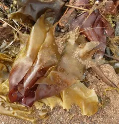 Dulse thumbnail 2