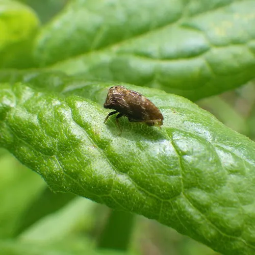 Aster Treehopper