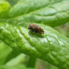 Aster Treehopper thumbnail 1