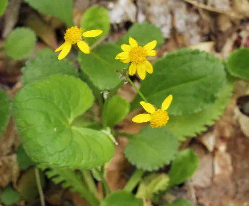 roundleaf ragwort