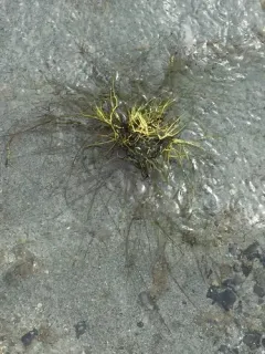 Spiral Tasselweed thumbnail 3