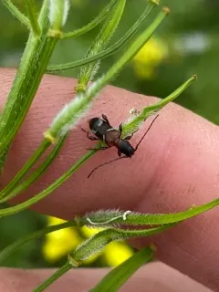 sequoia cone borer thumbnail 3