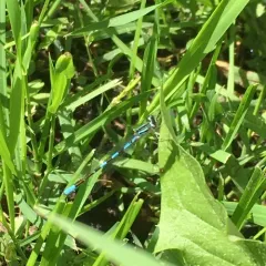 Taiga Bluet thumbnail 3