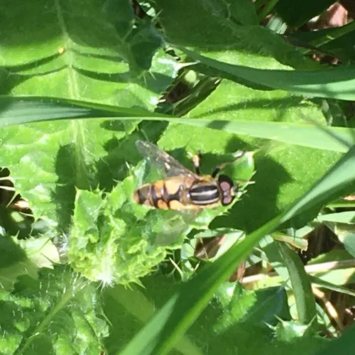 Woolly-tailed Marsh Fly