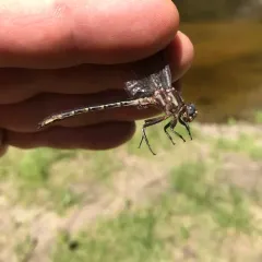 Ashy Clubtail thumbnail 2