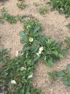dwarf chamaesaracha thumbnail 2