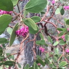 greenleaf manzanita thumbnail 1