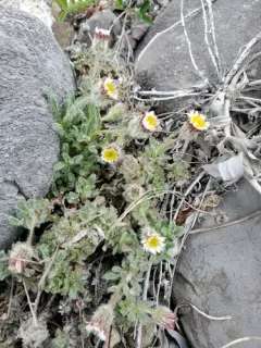 Woolly Fleabane thumbnail 1