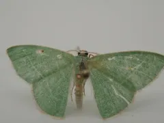 Red-fronted Emerald thumbnail 1