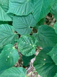 Lime gall mite thumbnail 2
