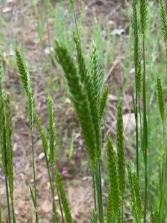 Siberian Wheatgrass thumbnail 3