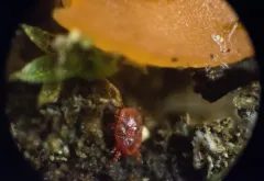Pulvinula archeri thumbnail 4