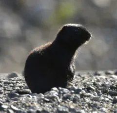 Arctic Ground Squirrel thumbnail 2