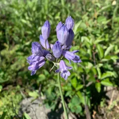 large-flowered triteleia thumbnail 1