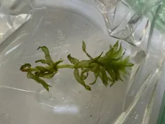 Hydrilla thumbnail 2