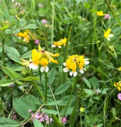 Meadow Bird's Foot Trefoil thumbnail 4