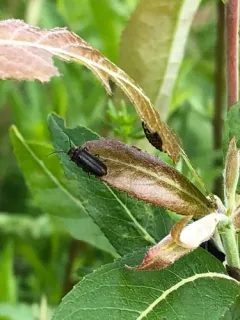 Cantharis tuberculata thumbnail 4