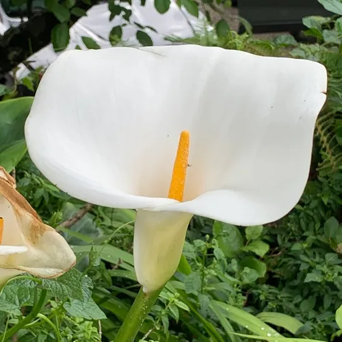 calla lily