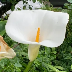 calla lily thumbnail 1