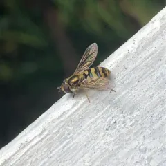 Western Aphideater thumbnail 3