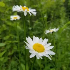 max chrysanthemum thumbnail 2