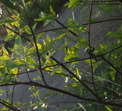 roughleaf dogwood