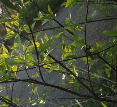 roughleaf dogwood thumbnail 1