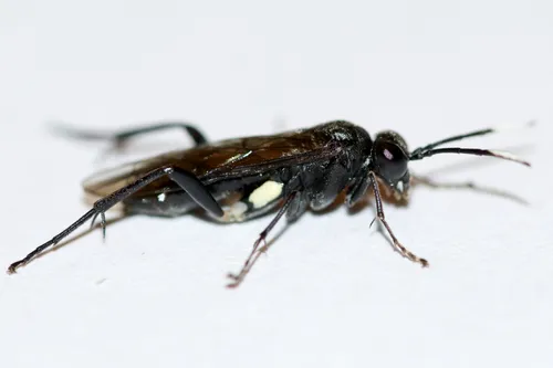 Macrophya nigra