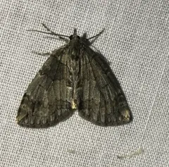 Ruddy Highflyer Moth thumbnail 2