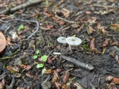 Milky Inkcap thumbnail 1