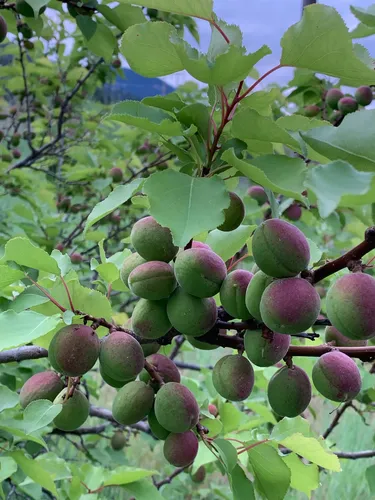 apricot