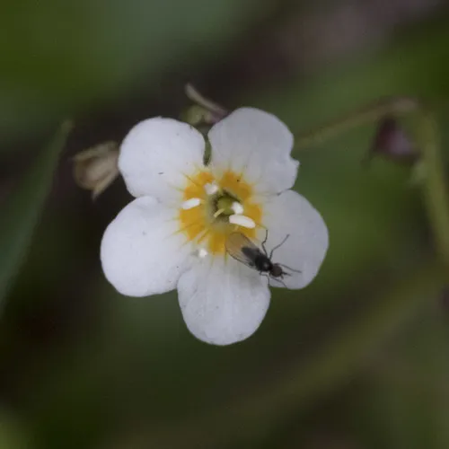 Sitka Mistmaiden