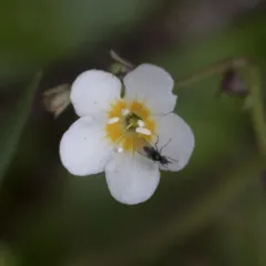 Sitka Mistmaiden thumbnail 1
