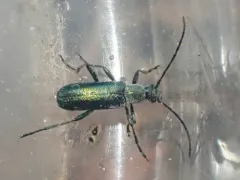 Grammoptera molybdica thumbnail 2