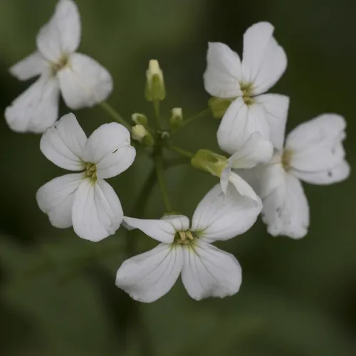 seaside bittercress