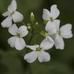 seaside bittercress thumbnail 1