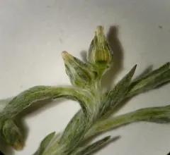 Little Cotton-rose thumbnail 3