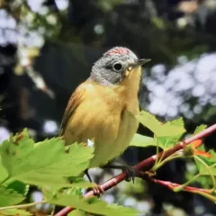 Nashville Warbler thumbnail 3