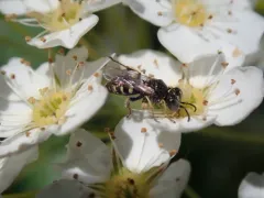 Oxybelus bipunctatus thumbnail 2