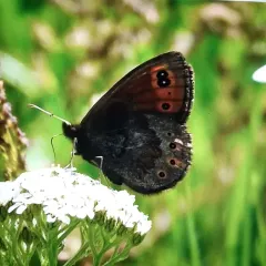Common Alpine thumbnail 3