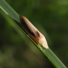 Hecalus montanus thumbnail 3